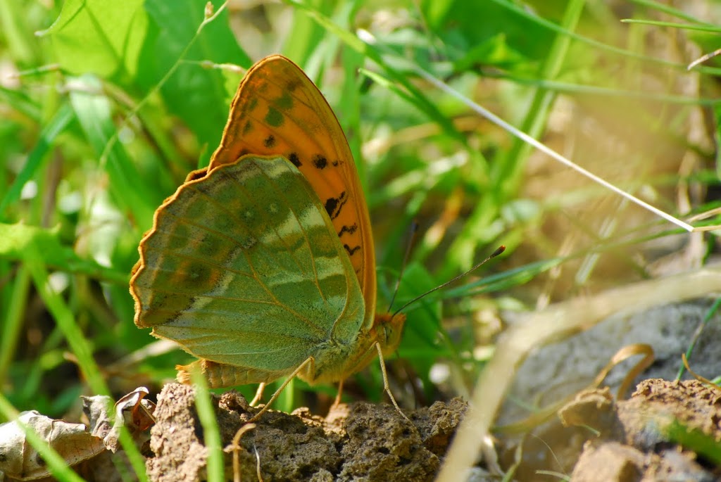 Fabriciana adippe f.cleodoxa